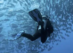spd-diver-_thumb.jpg.webp