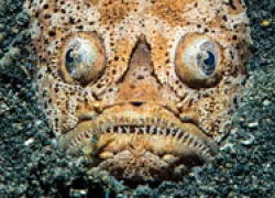 spd-lembeh_thumb.jpg.webp
