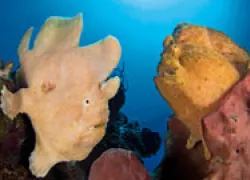 spd-muck-photo-tips_thumb.jpg.webp