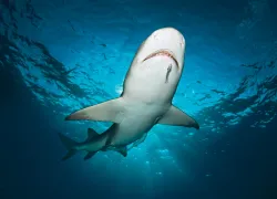 Lemon Shark in the Bahamas