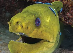 spd_species_._.jpg.webp