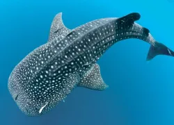 spd_species_cegeweb.jpg.webp