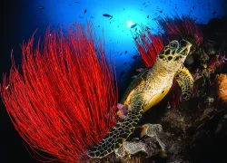 A hawksbill sea turtle in Papua New Guinea