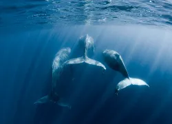 spd_instagram_whales_thumbnail.jpg.webp