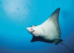 spd_species_bcykweb.jpg.webp