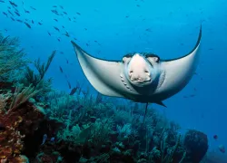 spd_species_bweb.jpg.webp