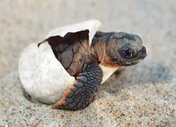 spd_turtle_apbgweb.jpg.webp