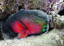 spd_specie_.jpg.webp