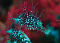 spd_gallery_.jpg.webp