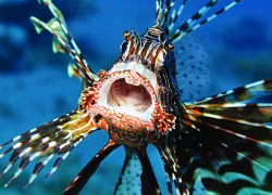 spd_species_.jpg.webp