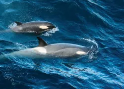 spd_species_bgbwe.jpg.webp
