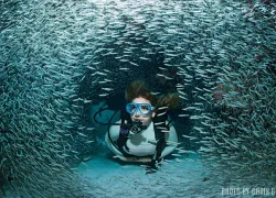 diver and baitfish