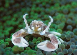 species_.jpg.webp