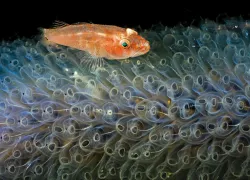 species_tunicate_spd_teaser.jpg.webp