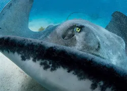 speciesstrinray_.jpg.webp
