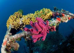 Pink and yellow sponges