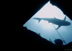 sport-diver-video-contest-winner-andre-musgrove-bahamas-video-teaser.jpg.webp