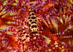 Coleman Shrimp Underwater Photography 