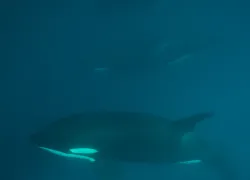 killer whales sri lanka