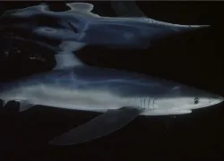 steer-shark-video.jpg.webp