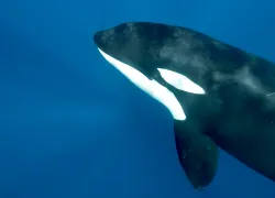 swimmingwithorcabajamexico_kristinpaterakis_.jpg.webp