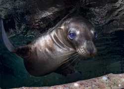 sea lion pup Mexico