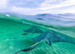 over under stingray