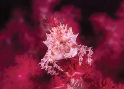 underwater photo tips color