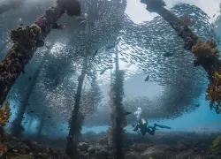 Schooling fish in Raja Ampat