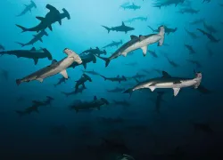Hammerheads cocos scuba diving