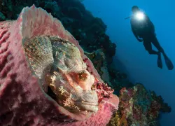 Wide-angle macro underwater photo technique