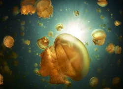 ti-jellyfish-sunlight-underwater-photography.jpeg.webp