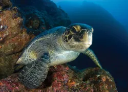 turtle_-.jpg.webp