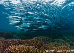 underwater-photo-school-of-barracuda-malaysia.jpg.webp