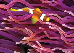underwater_imaging_tips_clownfish_alex_mustard_spd_teaser.jpg.webp