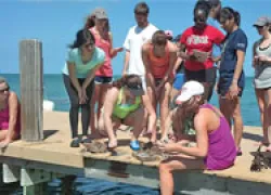 valdosta-cellulose-artificial-reef-thumb.jpg.webp