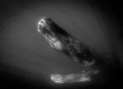 sperm whales azores