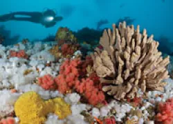 wbdr_coldwaterdiving_thumb.jpg.webp