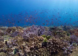 Underwater photography coral reef verde island