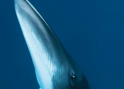 whale.jpg.webp