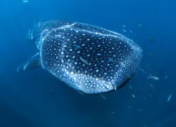 whaleshark.jpg.webp
