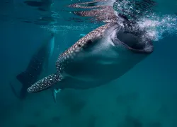 whaleshark_mooch_thumbnail.jpg.webp