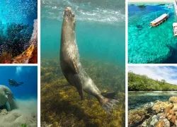 worldsbestdiving   .jpg.webp