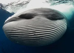 whale.gif.webp