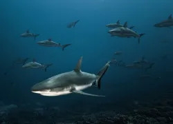 _fin_tastic_shark_photos___christophe_lapeze.jpg.webp