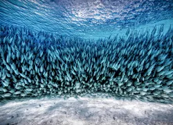 -img__scubadivingmagazine.septemberoctober.jpg.webp