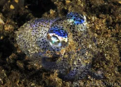 .bobtail.squid_.jpg.webp