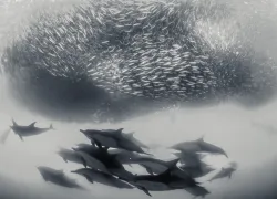 aggregation-dives-sardine-run-.jpg.webp