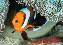 alex-mustard-clownfish--web.jpg.webp
