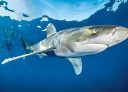 alex-mustard-oceanic-whitetip-web.jpg.webp